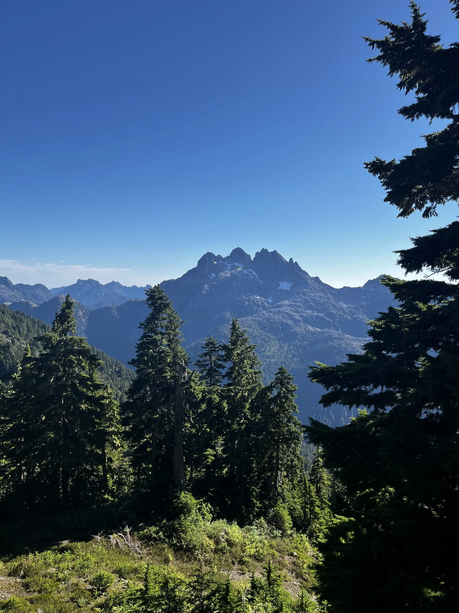 A jagged multi-summit peak framed by tall firs under a cloudless blue sky