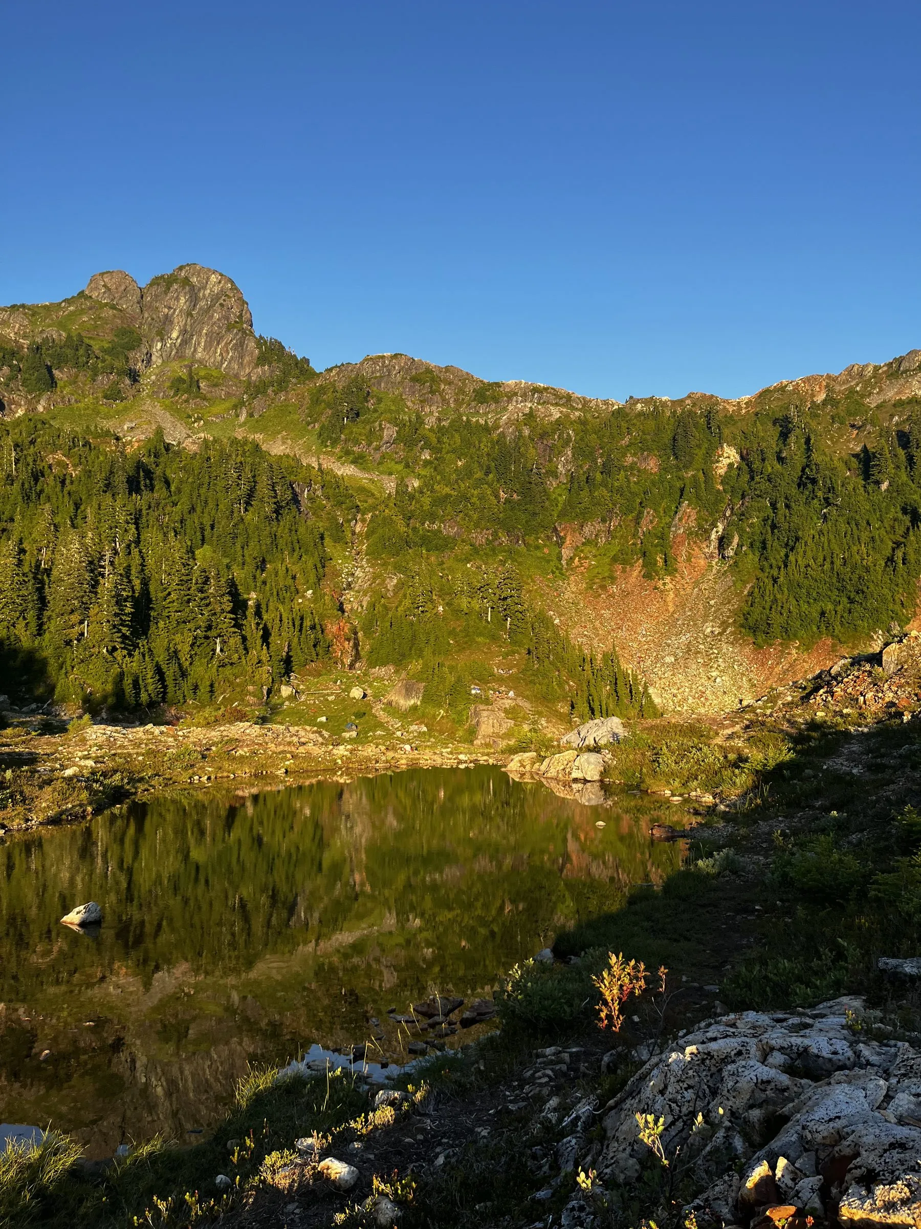 Golden evening light on a rocky peak and forested slope, reflected in a still tarn with pale rock in the foreground