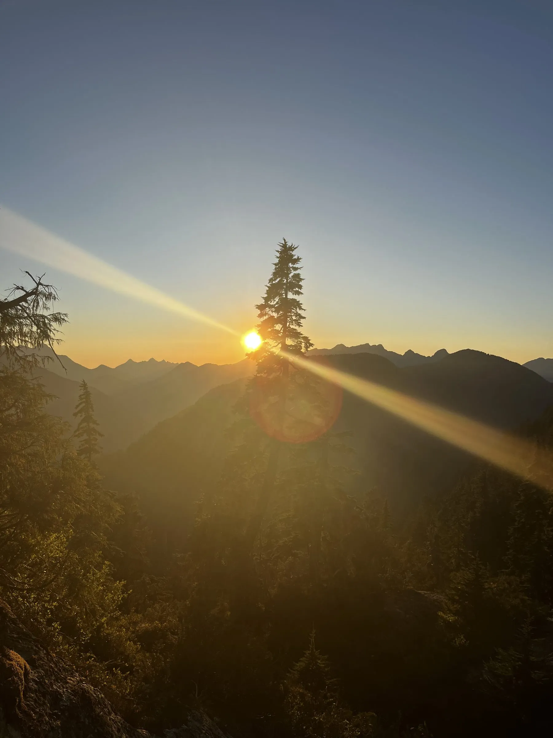 The low sun flaring beside a lone fir on a ridge, rays crossing hazy mountains in warm light