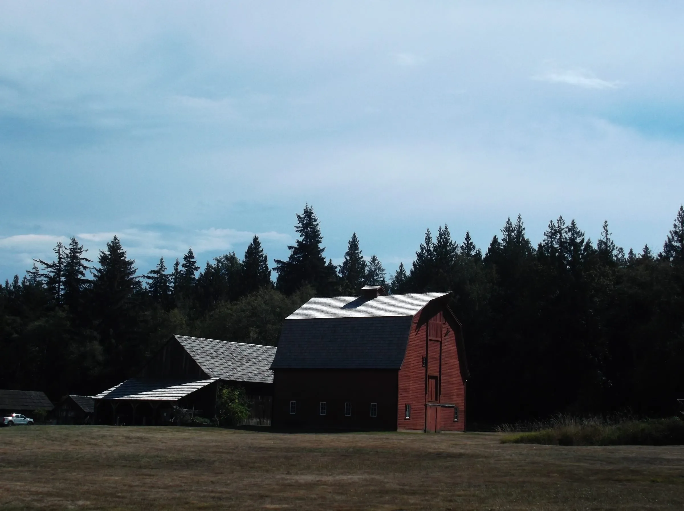 A red gambrel-roofed barn and older sheds at the edge of a dark stand of conifers, under a pale blue sky.