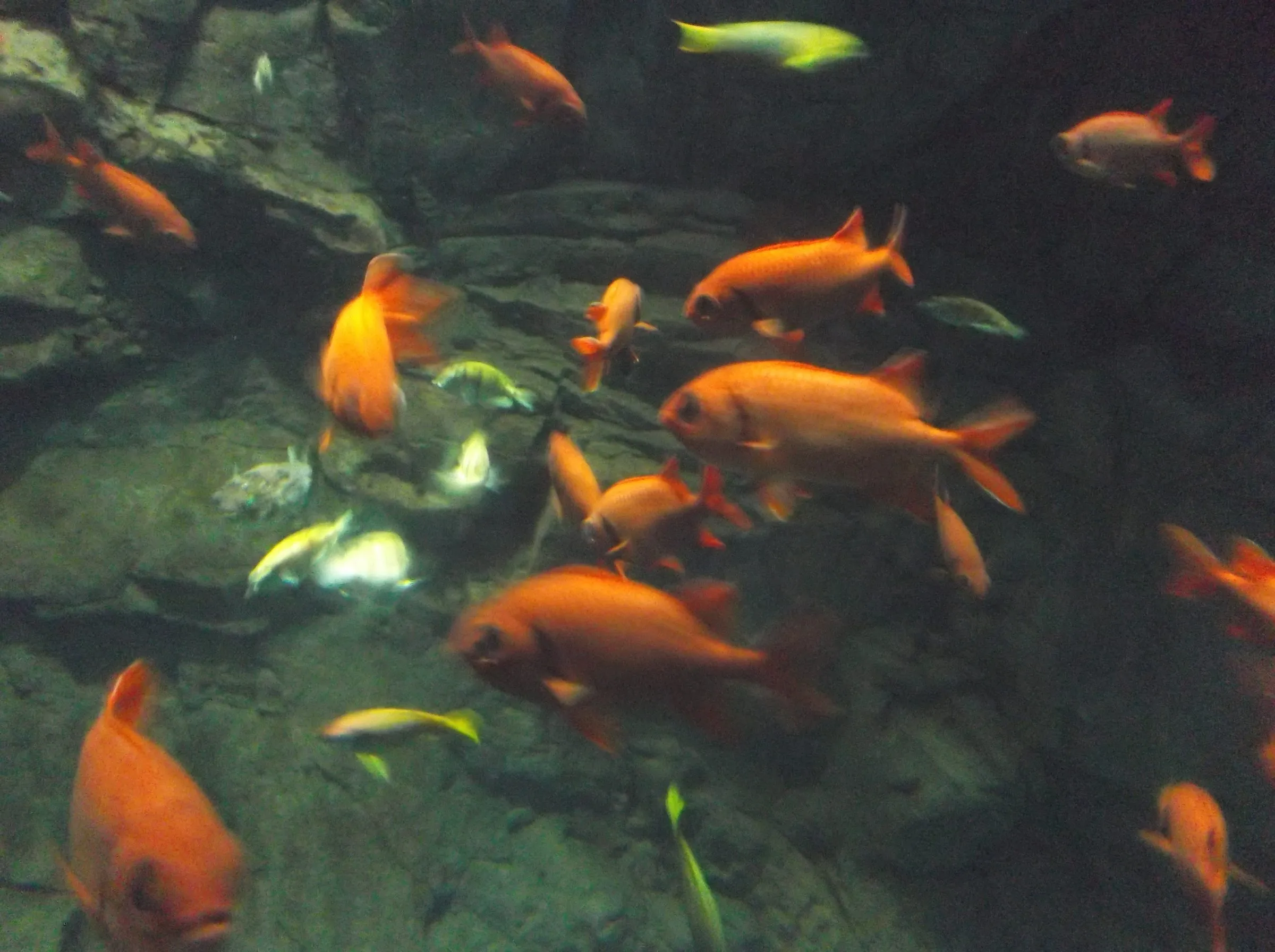 A school of orange-red fish swimming past dark rocks in a dimly lit aquarium tank