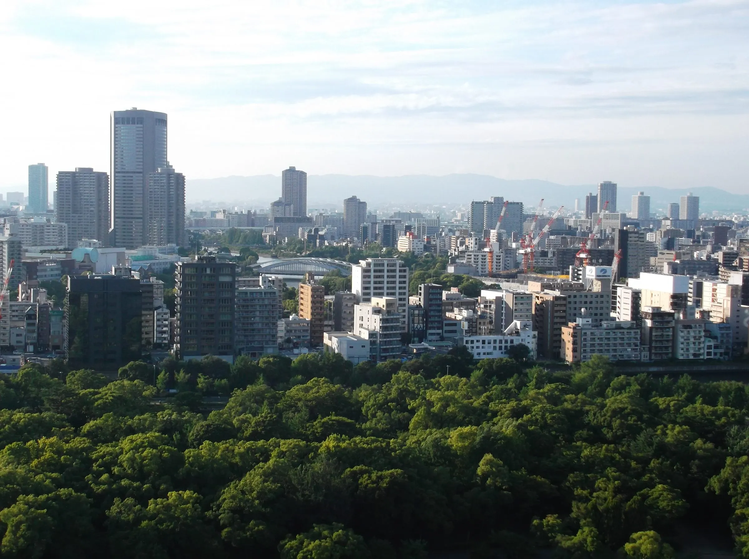A dense canopy of trees in the foreground giving way to apartment blocks, construction cranes and distant hills