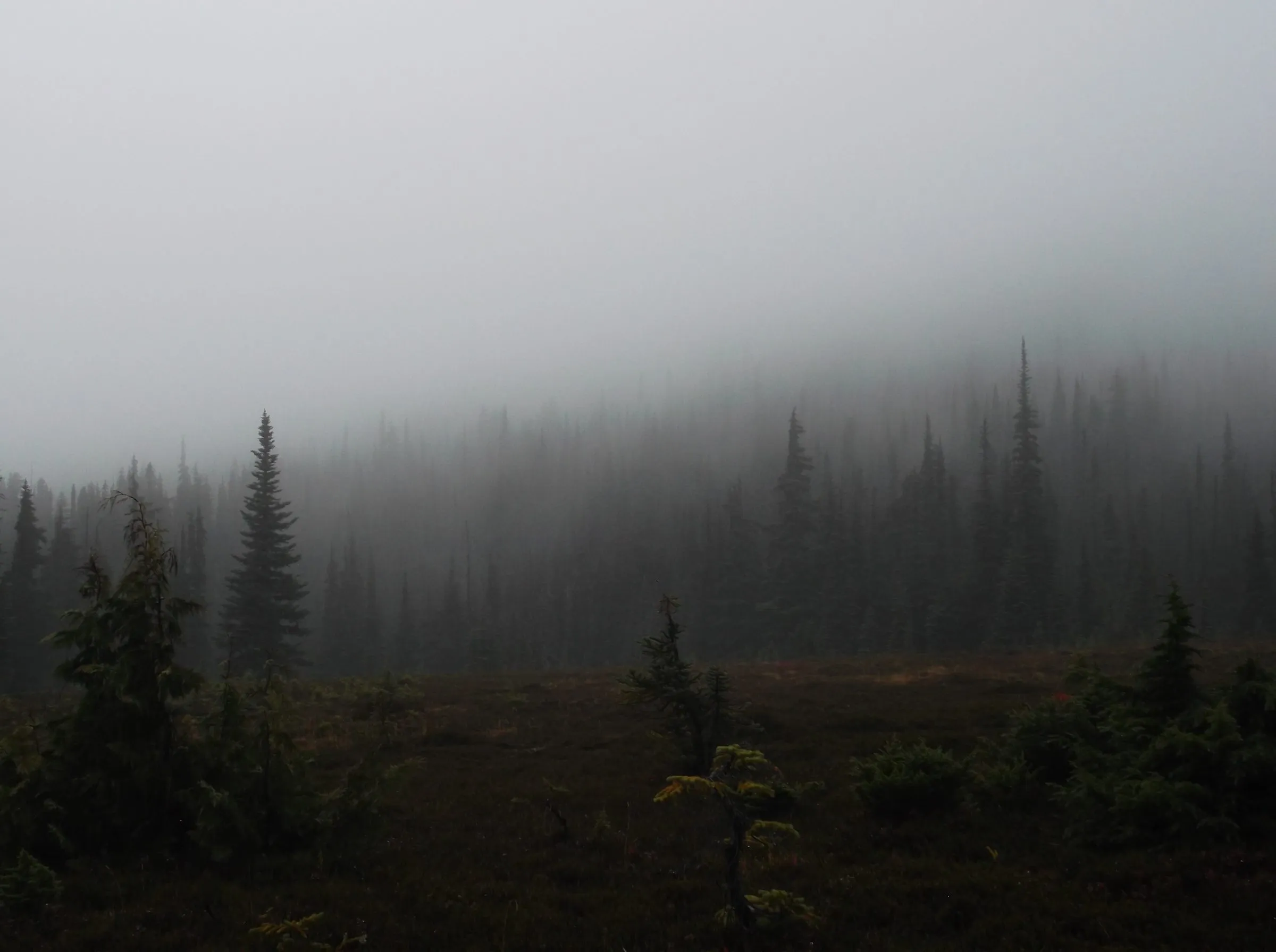 A line of fir trees fading into dense fog above a dark meadow