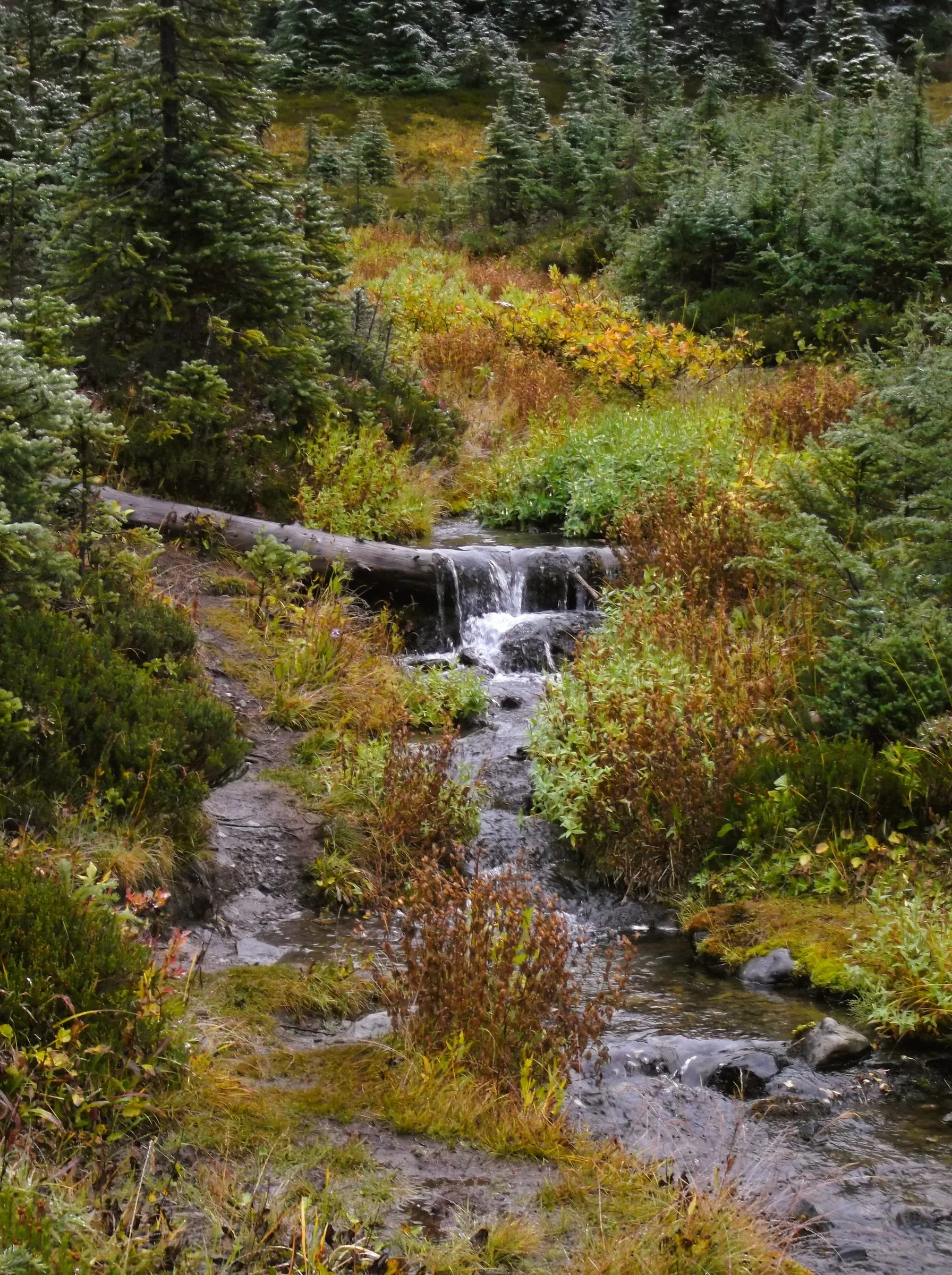 A small creek spilling under a fallen log and down through autumn brush and young firs
