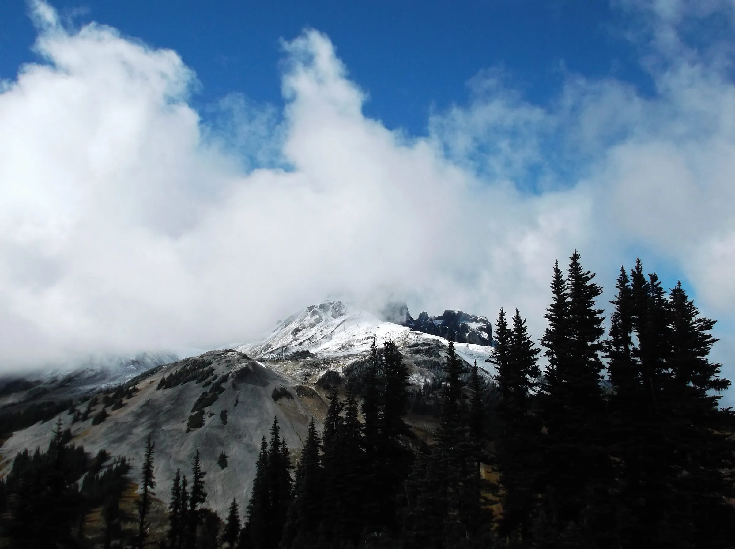 Bright cumulus clouds lifting off a snow-capped peak, dark silhouetted firs in the foreground