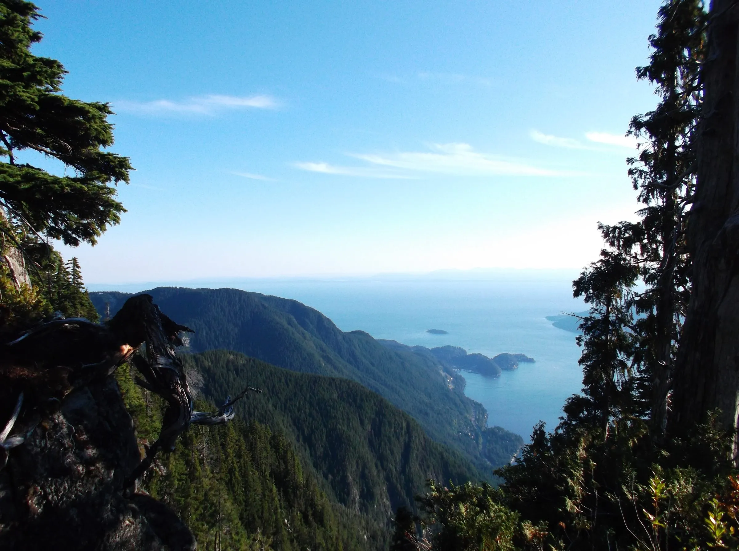 A view out between conifers and a twisted dead branch to forested ridges running down to the sea and small islands