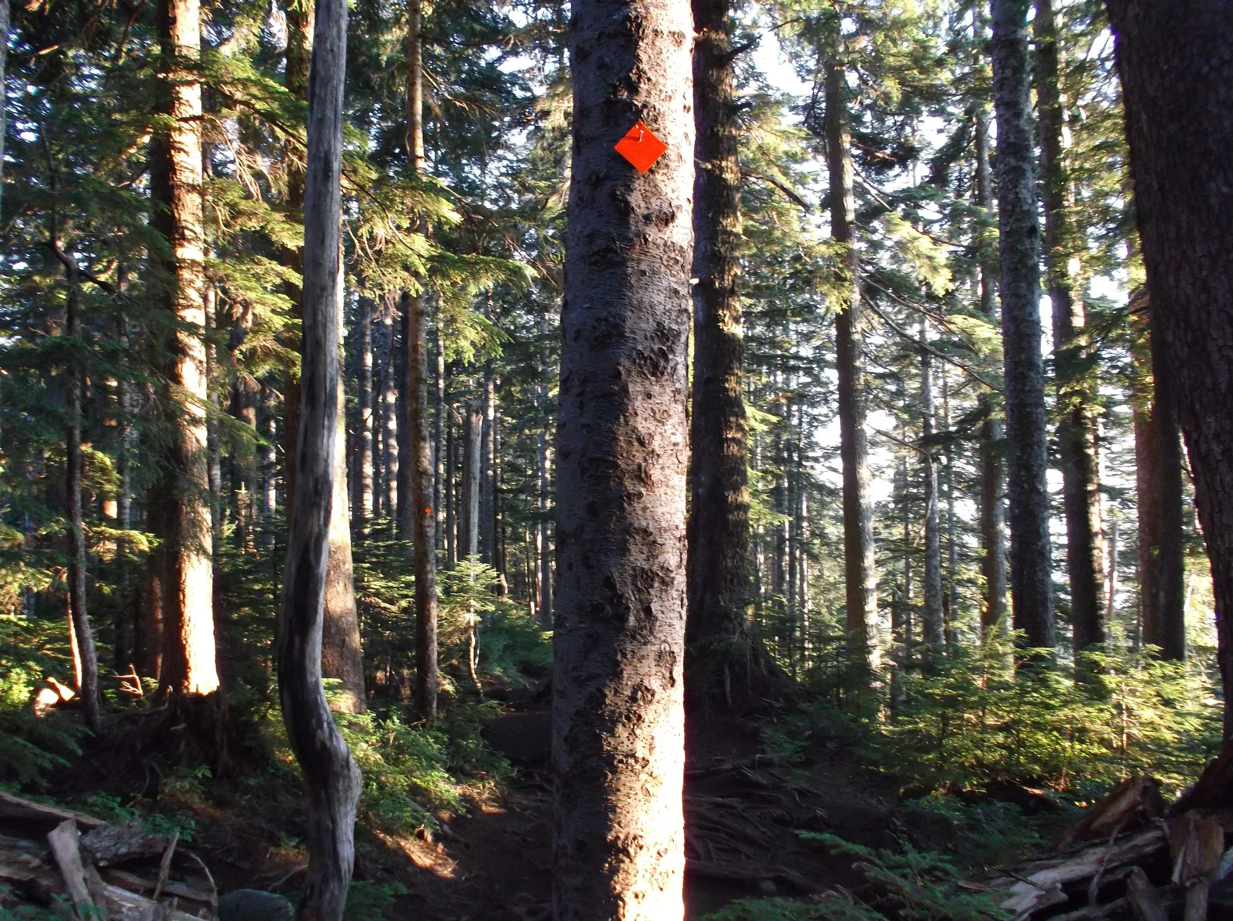 Low evening sun on tall conifer trunks along a forest trail, an orange trail marker on the central tree